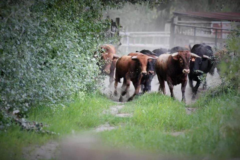 Mas D'Auzieres Bed & Breakfast แซ็ง จิลส์ ภายนอก รูปภาพ